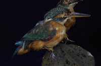 藏品(翠鳥)的圖片